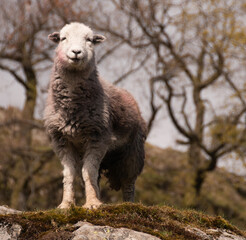 Curious Sheep standing on a rock