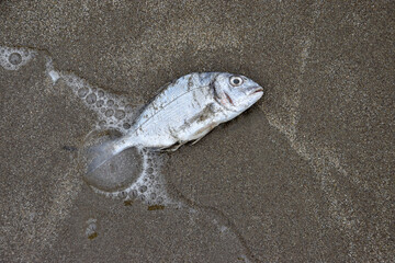 Dead fish on the coast. Global warming is killing the planet. Climate change is killing fish. Dead...