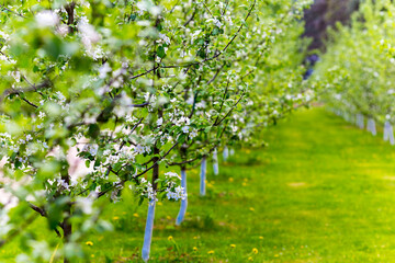 Beautiful spring garden alley view blooming trees.