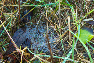 alligator in the water