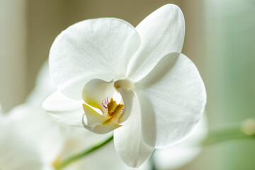 Macro shot of bright white cattleya orchid with soft shades in out of focus blurred green natural background