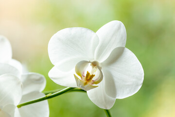 Palette of soft colors around a bright white cattleya orchid flower with out of focus blurred green...