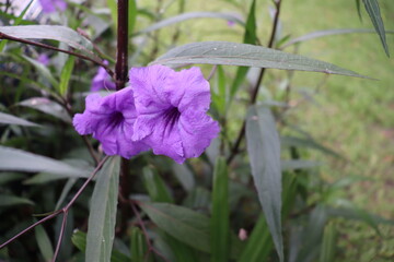 purple flower from Brazil
