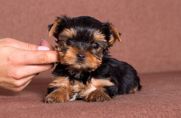 little yorkshire terrier puppy dog looking