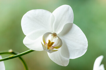 Single isolated bright white cattleya orchid against out of focus blurred green natural background