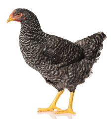 one black chicken isolated on white background, studio shoot