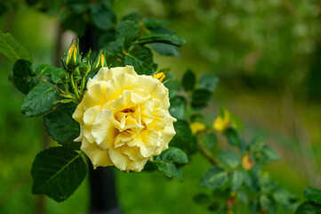 yellow rose in the garden close-up on a green background