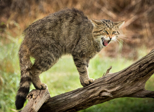 Wildcat - felis silvestris - hissing on log