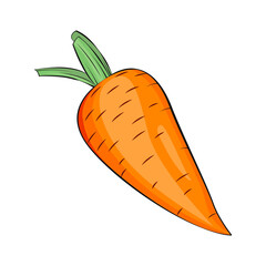 Carrot vector isolated. Organic food vector illustration. Vegetable isolated. No background. Vegan food. Fruits vector illustration. Flat cartoon style.