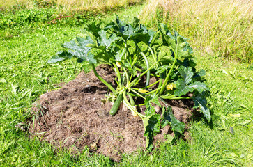 Vegetable marrow grows in the vegetables garden