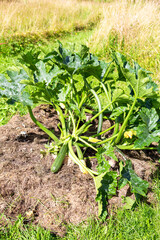 Vegetable marrow grows in the vegetables garden