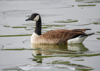 Goose on Ice