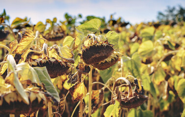 Ripened sunflowers ready for harvesting