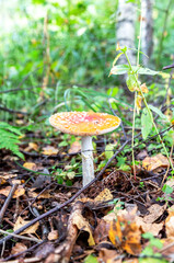 Red fly agaric mushroom in the forest