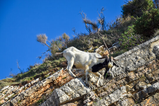 Goat on a rock. The goat climbed a high rock.