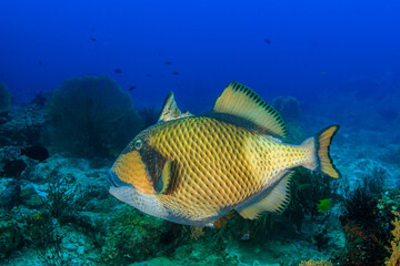 Titan Triggerfish with its trigger extended on a tropical coral reef