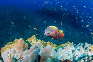 Naklejka na ściany i meble Colorful red-tail Butterflyfish on a tropical coral reef in the Andaman Sea