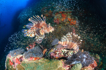 Lionfish on a tropical coral reef