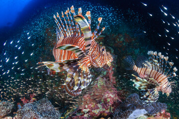 Naklejka na ściany i meble Predatory Lionfish surrounded by tropical fish on a coral reef in Thailand