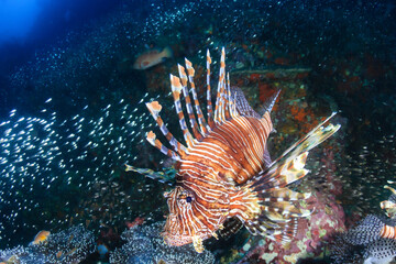 Naklejka na ściany i meble Lionfish on a tropical coral reef