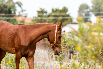 horse in the field
