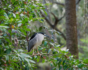 Black Crowned Night Heron Stock Photos. Perched on a fruit tree branch in its environment and habitat. Image. Picture. Portrait.