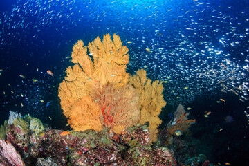 Fototapeta na wymiar Tropical fish around a bright, colorful tropical coral reef