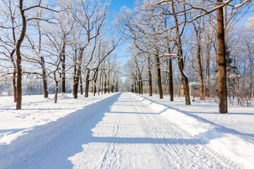 Obraz premium Oak alley in Catherine park in winter, Tsarskoe Selo (Pushkin), St. Petersburg, Russia