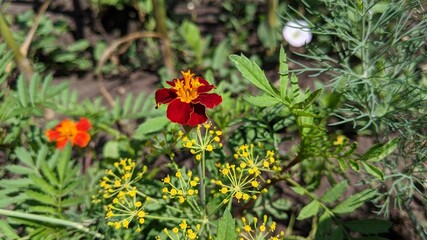 Цветы в огороде