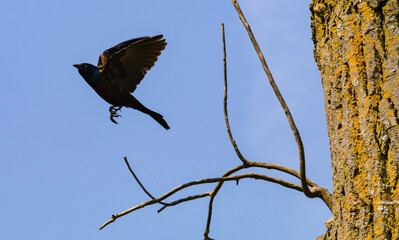 blackbird in flight