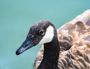 Canadian geese close up
