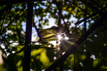 Macro leaves with sun lines