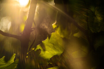 Macro leaves with sun lines