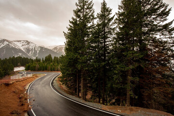 pine trees and mountain road
