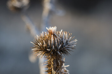 Frost burdock with snowy background