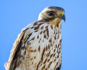Red Tailed Hawk Up-Close