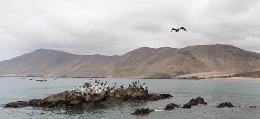 Fototapeta premium pélican en vol face à la mer océan pacifique chili