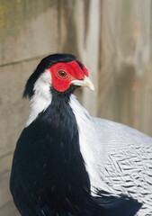 Portrait of colorful male pheasant