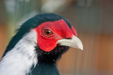 Portrait of colorful male pheasant