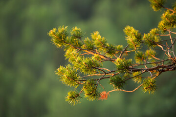 Branch of a scots pine  (Pinus sylvestris) lit by the warm light from the rising sun