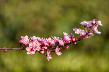 spring flowers lit by the sun looks dreamy    