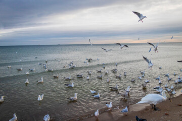 
a large cluster of seagulls and swans standing, swimming and flying on the beach in the morning sun