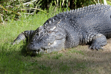 Large captive Saltwater Crocodile basking