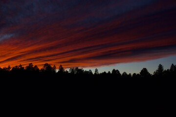 sunset in the forest