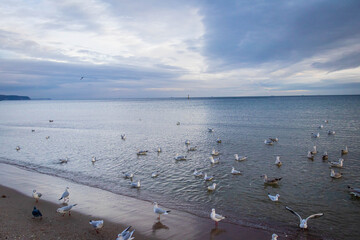 Fototapeta premium a large cluster of seagulls and swans standing, swimming and flying on the beach in the morning sun