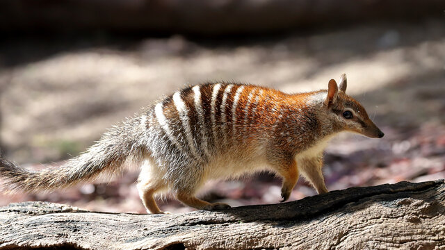 Numbat walking along a log