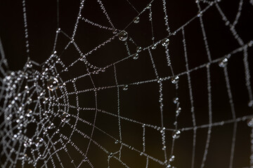 dew on the spider's web