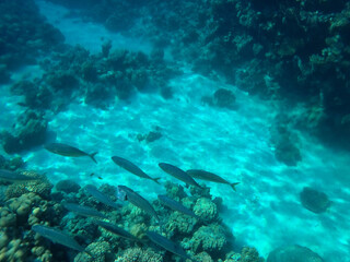 Naklejka na ściany i meble Tropical coral reef. Ecosystem and environment. Egypt. Near Sharm El Sheikh 