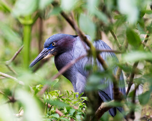 Little Blue Heron Stock Photos.   Little Blue Heron close-up profile view perched.  Little Blue Bird portrait.  Little Blue Bird picture. Little Blue Bird image.