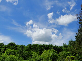 Summer landscape. Blue sky, clouds and emerald foliage.